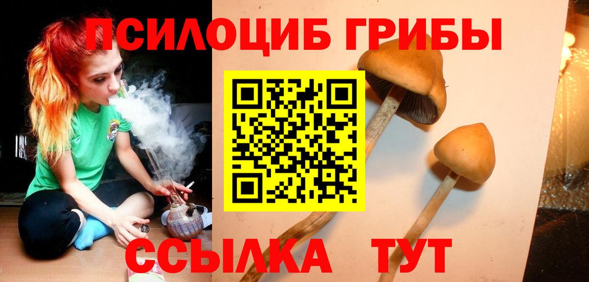 Черкесск  Псилоцибиновые грибы Psilocybine cubensis  Вход с VPN 